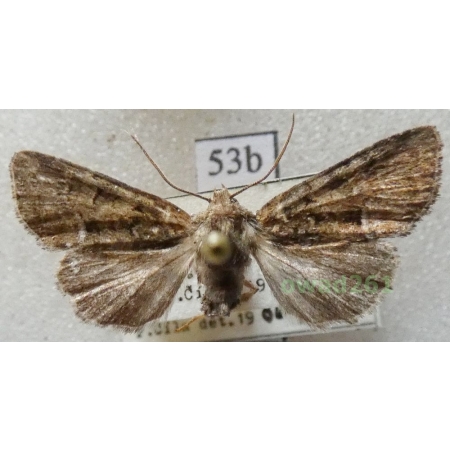 Oligia latruncula (Denis & Schiffermüller, 1775) Czech53b
